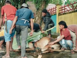 Bupati dan Wakil Bupati Solok Selatan Saksikan Langsung Penyembelihan Hewan Kurban