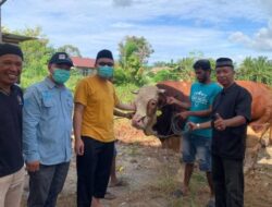 Perdana, Presiden Berkurban Sapi Seberat 1 Ton di Pasaman Barat