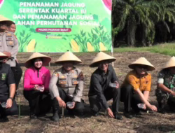 Dukung Swasembada Pangan, Polres Pasbar Tanam Jagung Serentak Kuartal III