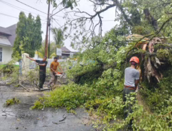 BPBD Padang Bergerak Cepat Bersama Unsur Terkait Tanggulangi Dampak Hujan dan Angin Kencang