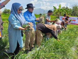 Panen Bawang Merah, Bupati Eka Putra Harap Menjadi Contoh Keltan dan Nagari Lain di Tanah Datar