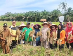 Ketua TP PKK Pasbar Hadiri Panen Raya di Nagari Koto Sawah
