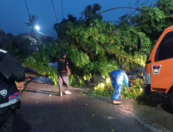 Pohon Kedondong Tumbang Akibat Hujan dan Angin Kencang di Kota Padang