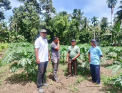Program Demplot Pupuk Organik Probiotik PR72 Diuji di Lahan Petani Kiau Sejati