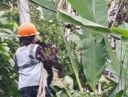 Layanan Internet Tetap Lancar, PLN Icon Plus Lakukan Pemeliharaan Jaringan Fiber Optik di Agam