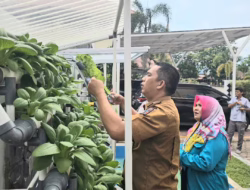 Camat Lubuk Begalung Panen Sayur Hidroponik Dukung Ketahanan Pangan