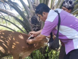 Cegah Virus Jembrana, Pemkab Pasaman Ketatkan Pengawasan Ternak Sapi
