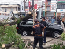 BPBD Padang Sigap Tangani Pohon Tumbang yang Menimpa Mobil di By Pass Km 7
