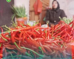 Pasokan Meningkat, Cabai Merah Turun Harga