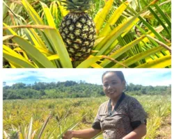 “Rimal Manukallo: Nanas di Atas Batu, Cinta di Atas Harapan”