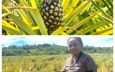 “Rimal Manukallo: Nanas di Atas Batu, Cinta di Atas Harapan”