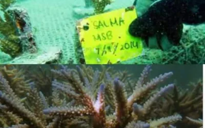 Experiential Learning in Minangkabau (ELM) ; Program Wisata Edukasi yang Menyelamatkan Lingkungan