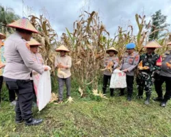 Sinergi Baja di Ladang Bukik Limbuku: Kapolres dan Petani Panen Jagung Serentak Demi Kedaulatan Pangan