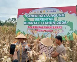 Polres Pasaman Barat Panen Jagung Serentak di Bandarejo