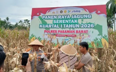 Polres Pasaman Barat Panen Jagung Serentak di Bandarejo