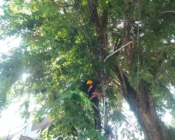 Dukung Layanan Telekomunikasi Stabil, PLN Icon Plus Lakukan Pemeliharaan Jaringan Fiber Optik di Padang