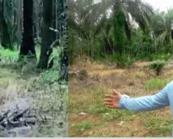 Kemunculan Beruang Gegerkan Warga Jorong Pandaleh, Pemerintah Nagari Minta Penanganan Segera