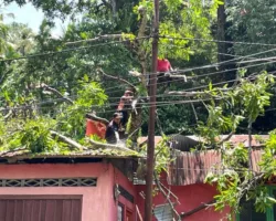 Pohon Tumbang Timpa Rumah Warga di Mata Air, BPBD Kota Padang Lakukan Penanganan