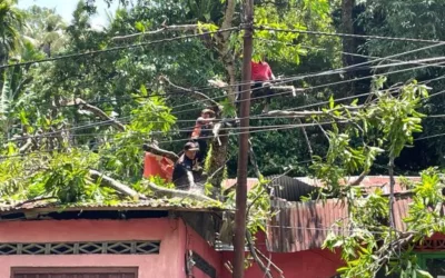 Pohon Tumbang Timpa Rumah Warga di Mata Air, BPBD Kota Padang Lakukan Penanganan
