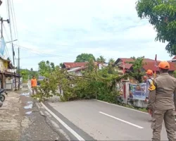 Cegah Risiko Pohon Tumbang, Tim Rescue Satlinmas Satpol PP Padang Lakukan Penebangan di TK Alya Zahira