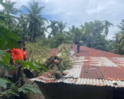 Pohon Durian Tumbang Timpa Rumah Warga di Koto Lalang