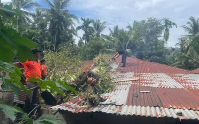 Pohon Durian Tumbang Timpa Rumah Warga di Koto Lalang