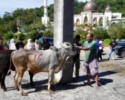Sembilan Sapi Kurban Disembelih di Islamic Centre, Daging Dibagikan ke Masyarakat