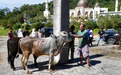 Sembilan Sapi Kurban Disembelih di Islamic Centre, Daging Dibagikan ke Masyarakat