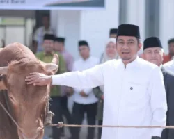 Pemerintah Kota Solok Serahkan Bantuan Sapi Kurban kepada Pengurus Masjid Istiqamah