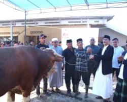 Bupati Hendrajoni dan Wabup Risnaldi Serahkan Sapi Kurban Bantuan Presiden di Masjid Al Qassaf
