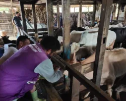 Pengecekan Kesehatan Hewan Kurban jadi Angin Segar bagi Pedagang di Tengah Penurunan Daya Beli