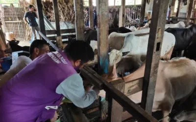 Pengecekan Kesehatan Hewan Kurban jadi Angin Segar bagi Pedagang di Tengah Penurunan Daya Beli