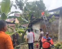 Pohon Rambutan Tumbang Timpa Rumah Warga di Padang Selatan
