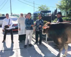 Kelompok Peserta Qurban UIN Bukittinggi Serahkan Sapi Qurban untuk Masyarakat Malalak Barat