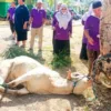 Sembelih Tiga Sapi, MAN 3 Padang Tebar Kepedulian dengan Masyarakat Sekitar