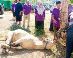 Sembelih Tiga Sapi, MAN 3 Padang Tebar Kepedulian dengan Masyarakat Sekitar