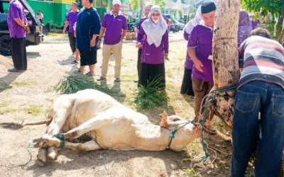 Sembelih Tiga Sapi, MAN 3 Padang Tebar Kepedulian dengan Masyarakat Sekitar