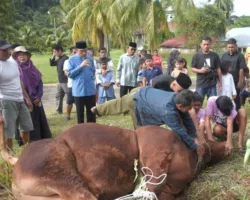 Wawako Maigus Nasir Saksikan Prosesi Penyembelihan Sapi Kurban Bantuan Presiden