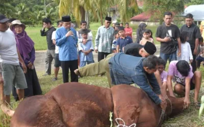 Wawako Maigus Nasir Saksikan Prosesi Penyembelihan Sapi Kurban Bantuan Presiden