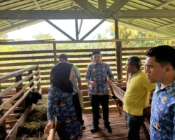 Bupati Safni Tantang Disnakeswan Produksi Pakan Ternak Sendiri, Percepat Lahirnya Sentra Sapi dan Kambing Lima Puluh Kota