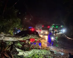 Pohon Tumbang, Hambat Arus Lalu Lintas di Kelok Kusitiak Tarusan