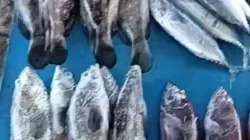 Dongkrak Ekonomi Warga, Bidang Ekonomi LPM Gates Nan XX Fasilitasi Penjulan Ikan Pasar Gaung Lewat Live TikTok