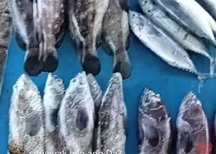 Dongkrak Ekonomi Warga, Bidang Ekonomi LPM Gates Nan XX Fasilitasi Penjulan Ikan Pasar Gaung Lewat Live TikTok