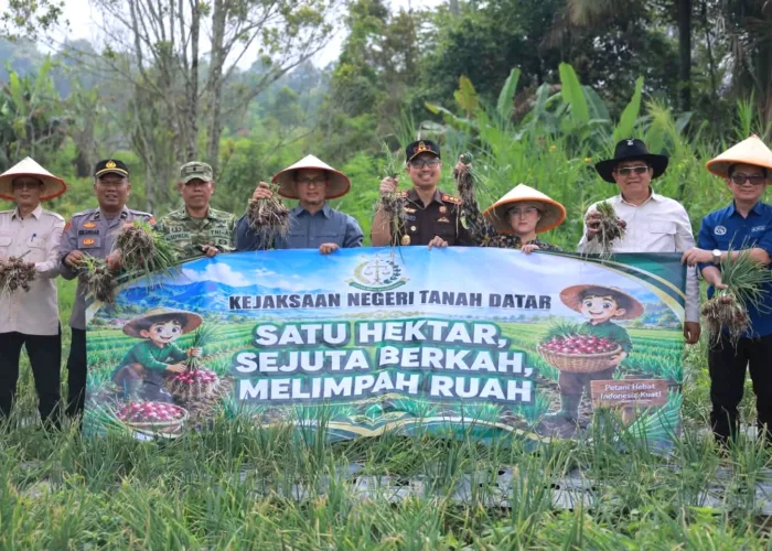 Sinergi Kejaksaan dan Pemkab Tanah Datar Panen Raya Bawang Merah, Perkuat Ketahanan Pangan dan Tekan Inflasi