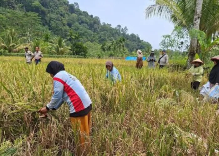 Gapoktan Arastaji di Seberang Kenaikan Gelar Panen Raya